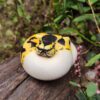 AHB Series 9 - Pastel Pied Ball Python – Python regius | Snake
