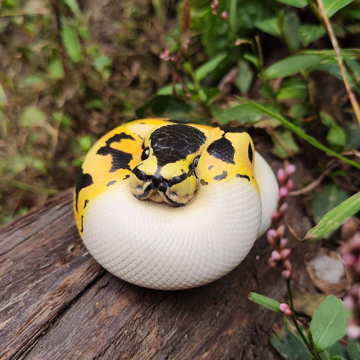 AHB Series 9 - Pastel Pied Ball Python – Python regius | Snake