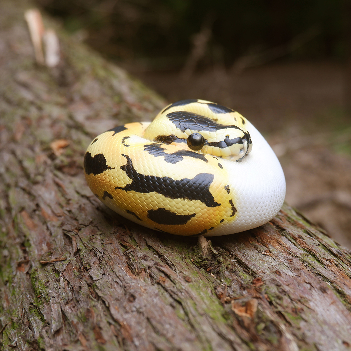 AHB Series 9 - Pastel Pied Ball Python – Python regius | Snake