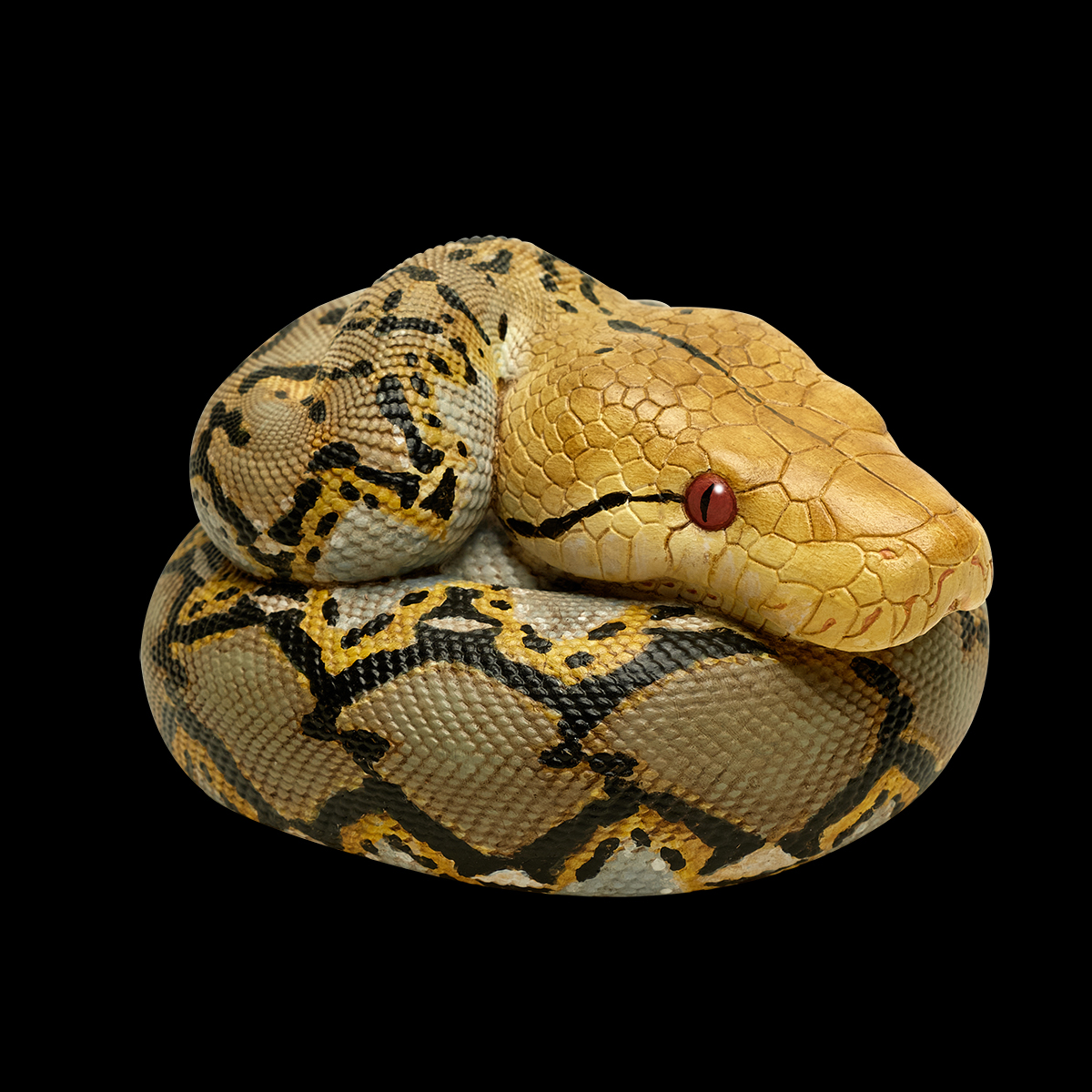 AHB Series 9 - Reticulated Python – Python reticulatus | Snake
