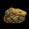 AHB Series 9 - Reticulated Python – Python reticulatus | Snake