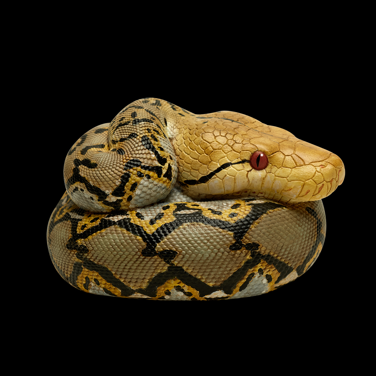 AHB Series 9 - Reticulated Python – Python reticulatus | Snake