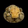 AHB Series 9 - Reticulated Python – Python reticulatus | Snake