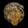 AHB Series 9 - Reticulated Python – Python reticulatus | Snake