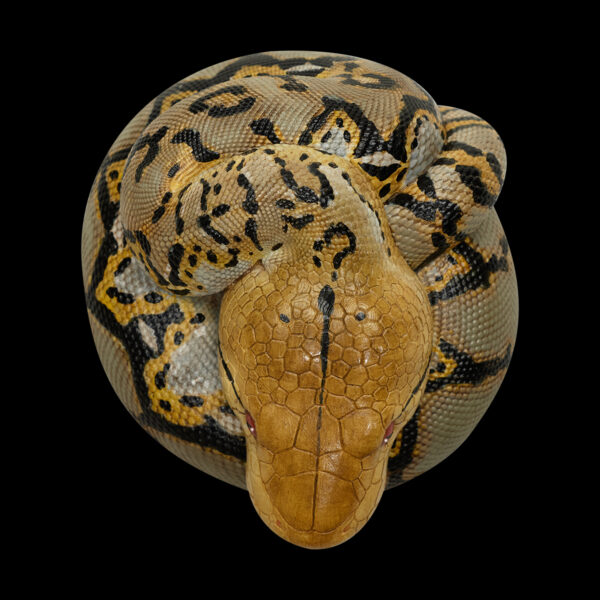 AHB-V9-04_05 AHB Series 9 - Reticulated Python – Python reticulatus | Snake