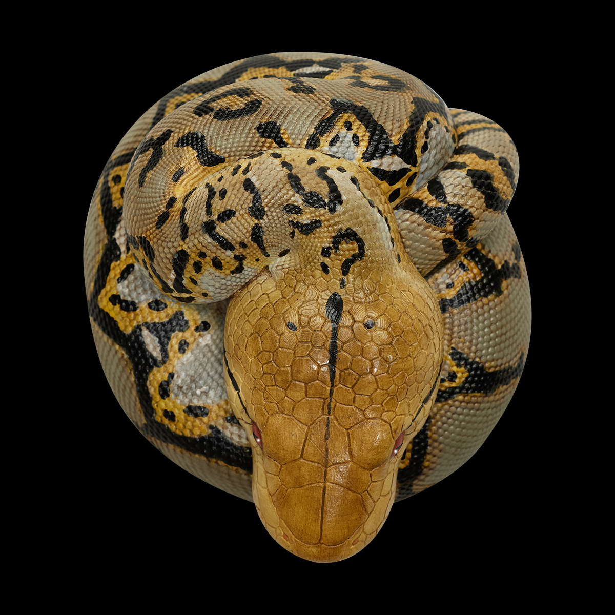 AHB Series 9 - Reticulated Python – Python reticulatus | Snake