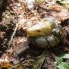 AHB Series 9 - Reticulated Python – Python reticulatus | Snake