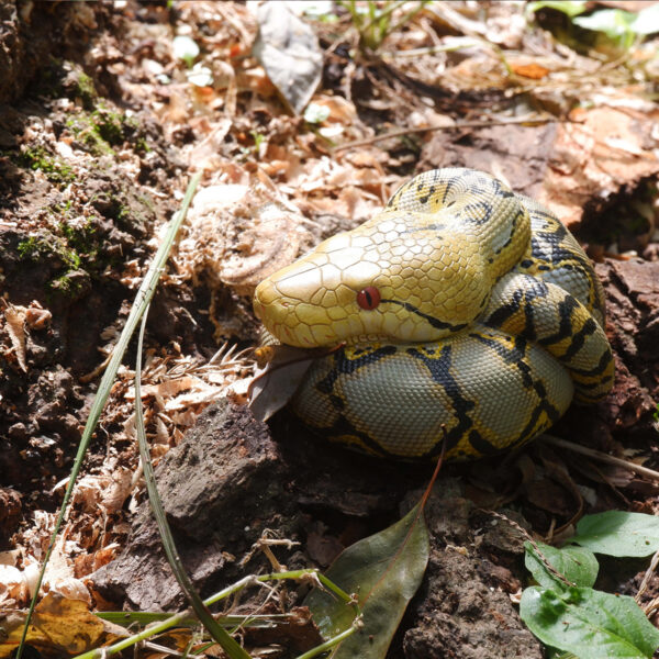 AHB-V9-04_07 AHB Series 9 - Reticulated Python – Python reticulatus | Snake