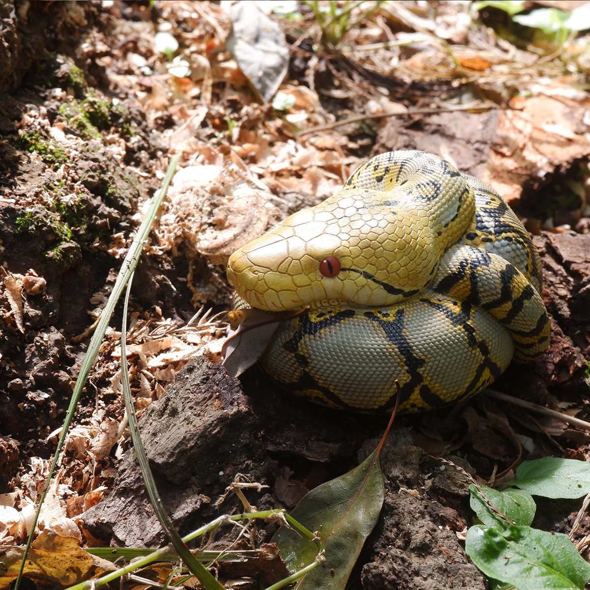 AHB Series 9 - Reticulated Python – Python reticulatus | Snake