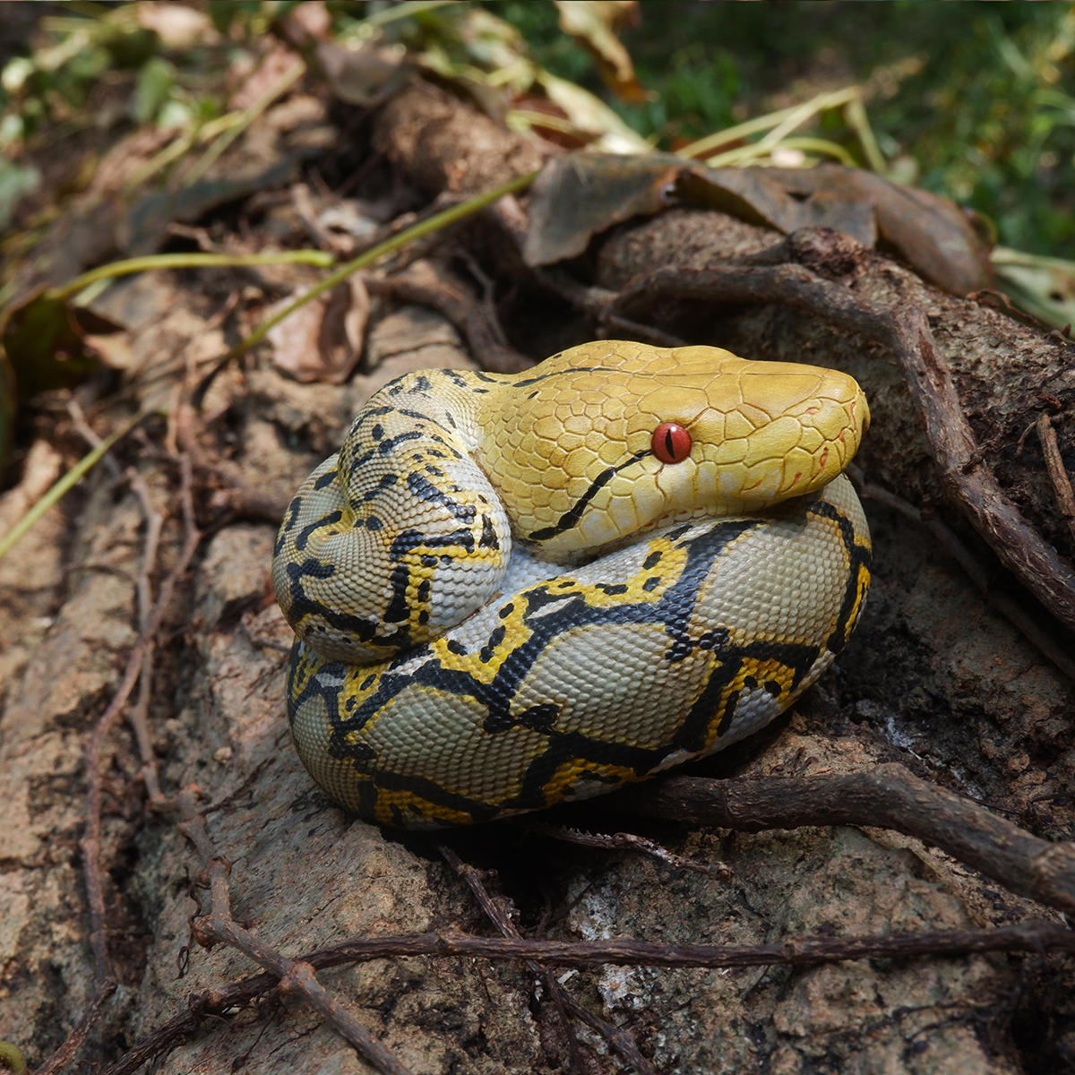 AHB Series 9 - Reticulated Python – Python reticulatus | Snake