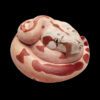 AHB-V9-05_01 AHB Series 9 - Hypo Fire Boa – Boa constrictor imperator | Snake