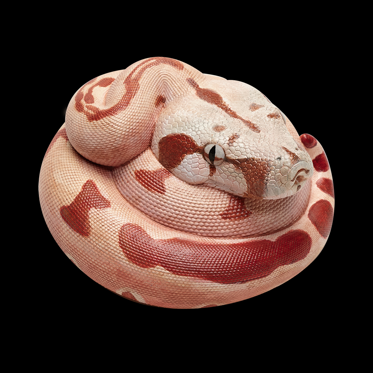 AHB-V9-05_01 AHB Series 9 - Hypo Fire Boa – Boa constrictor imperator | Snake