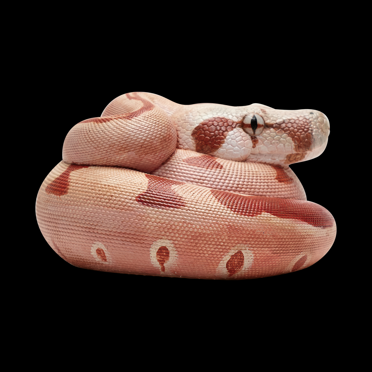 AHB-V9-05_02 AHB Series 9 - Hypo Fire Boa – Boa constrictor imperator | Snake