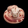 AHB-V9-05_04 AHB Series 9 - Hypo Fire Boa – Boa constrictor imperator | Snake