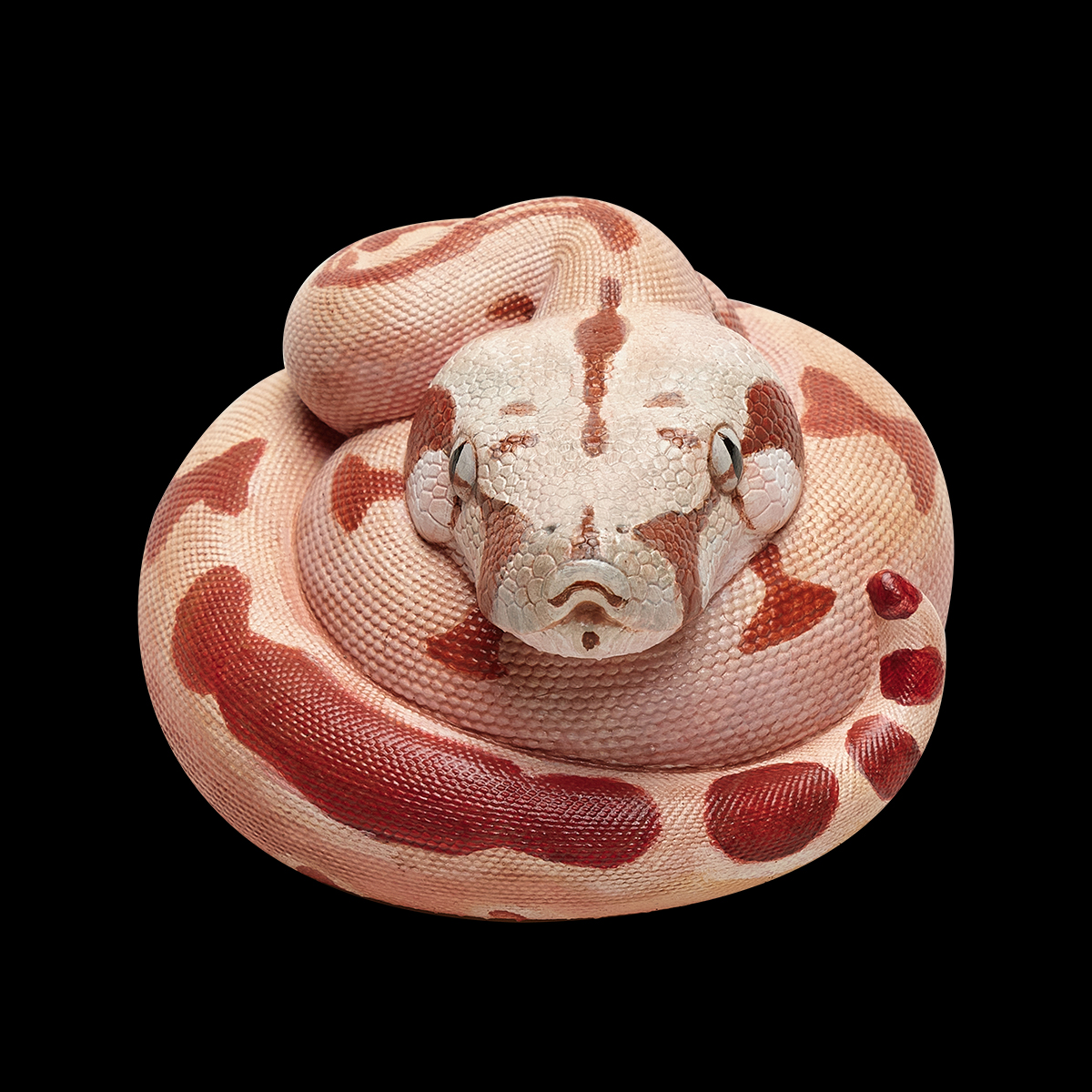 AHB-V9-05_04 AHB Series 9 - Hypo Fire Boa – Boa constrictor imperator | Snake