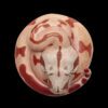 AHB-V9-05_05 AHB Series 9 - Hypo Fire Boa – Boa constrictor imperator | Snake