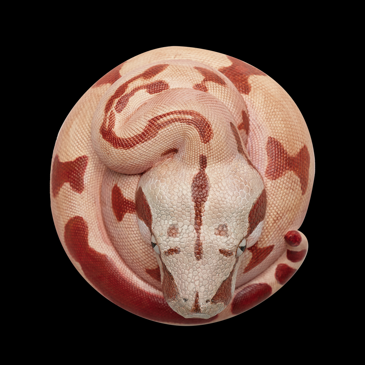 AHB-V9-05_05 AHB Series 9 - Hypo Fire Boa – Boa constrictor imperator | Snake