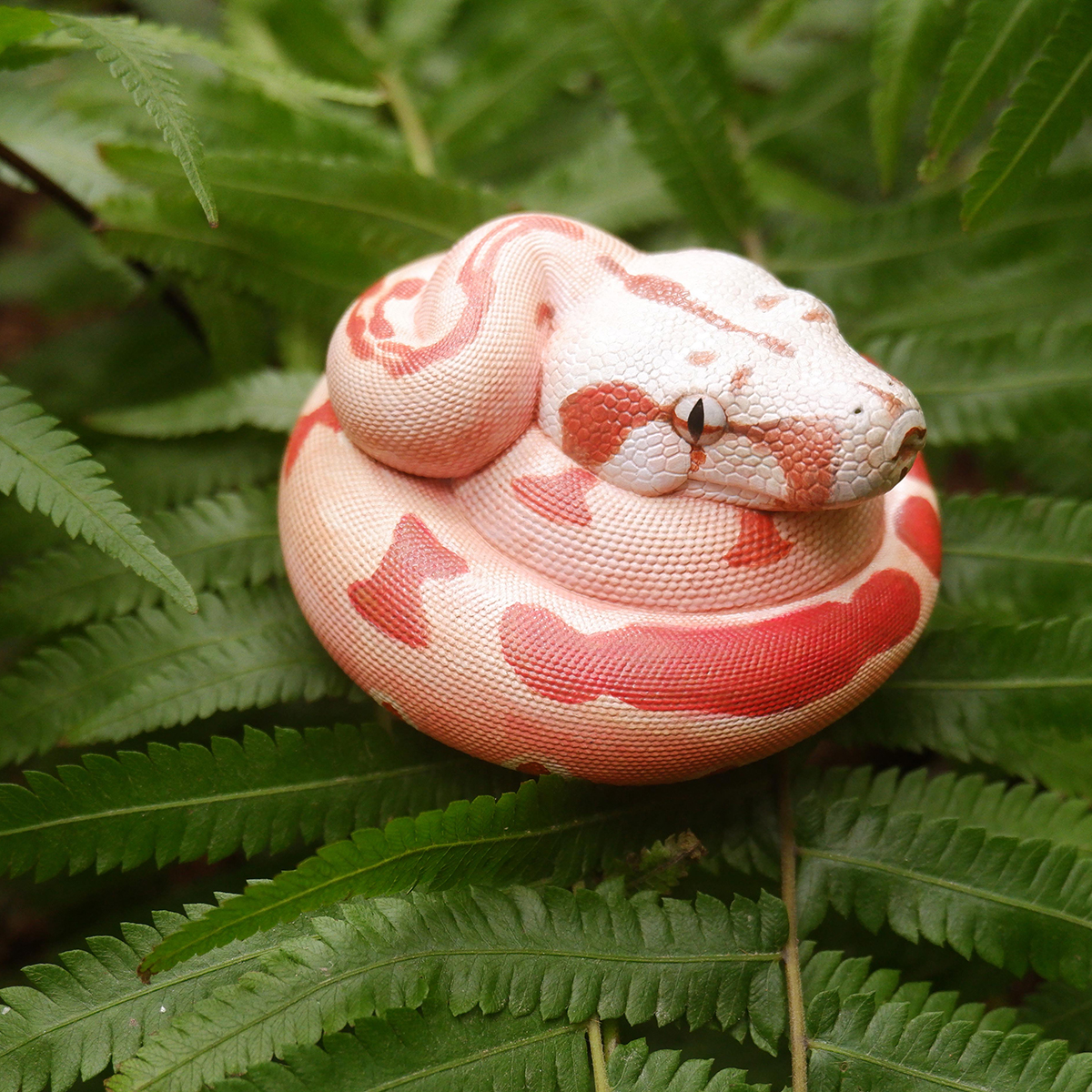 AHB Series 9 - Hypo Fire Boa – Boa constrictor imperator | Snake