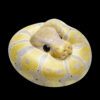 AHB Series 9 - Banana Pastel Ball Python – Python regius | Snake