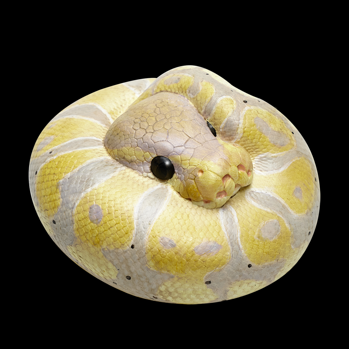AHB Series 9 - Banana Pastel Ball Python – Python regius | Snake