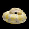 AHB Series 9 - Banana Pastel Ball Python – Python regius | Snake