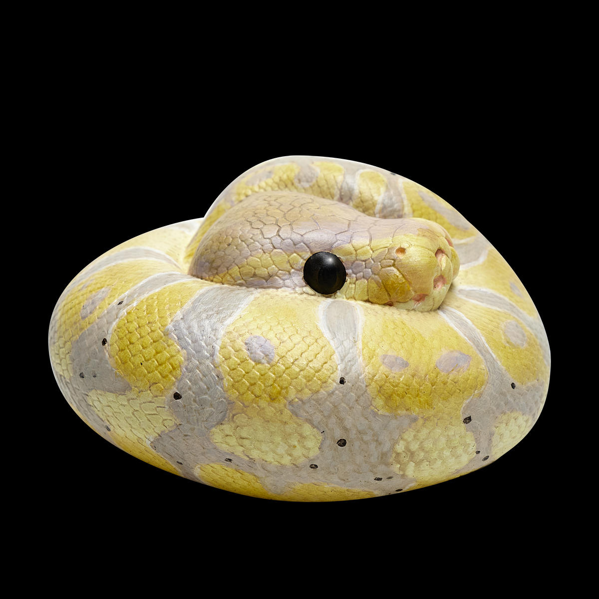 AHB Series 9 - Banana Pastel Ball Python – Python regius | Snake