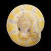 AHB Series 9 - Banana Pastel Ball Python – Python regius | Snake