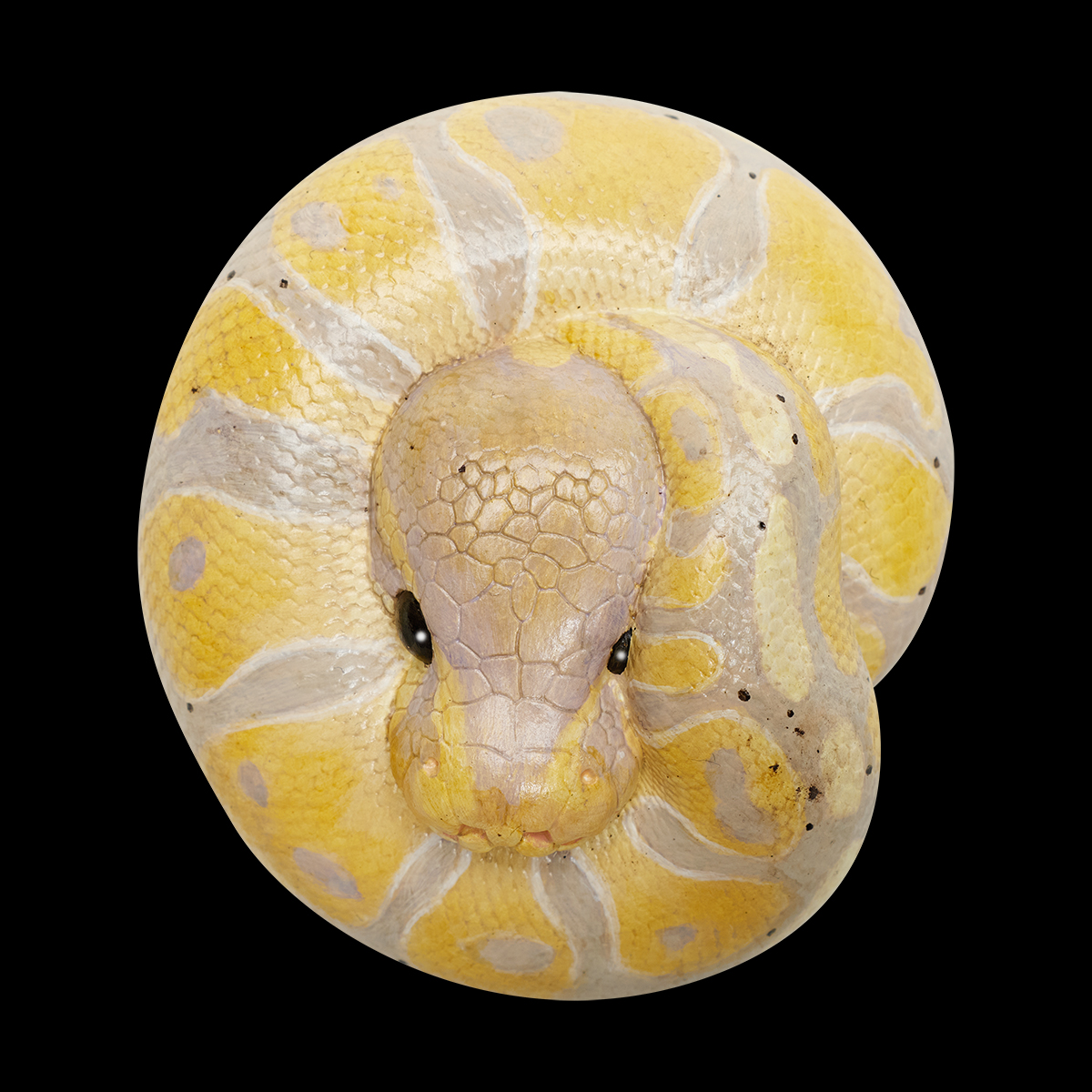 AHB Series 9 - Banana Pastel Ball Python – Python regius | Snake