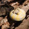 AHB Series 9 - Banana Pastel Ball Python – Python regius | Snake