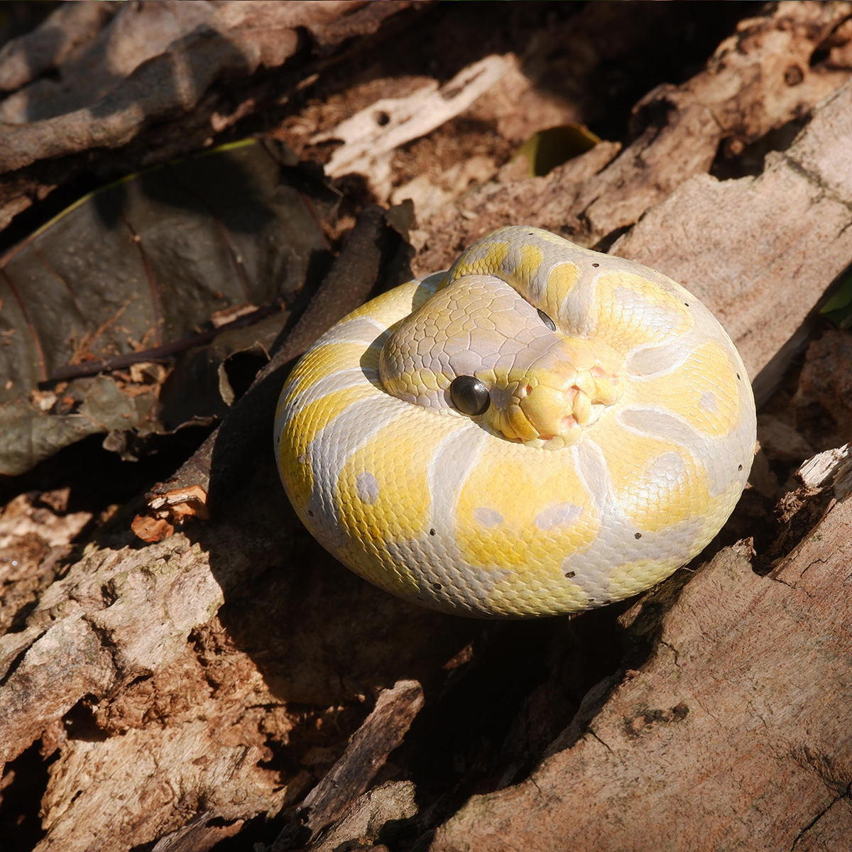 AHB Series 9 - Banana Pastel Ball Python – Python regius | Snake