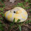AHB Series 9 - Banana Pastel Ball Python – Python regius | Snake