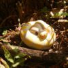 AHB Series 9 - Banana Pastel Ball Python – Python regius | Snake