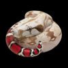 AHB-V9-07_01 AHB Series 9 - Red-tailed Boa – Boa constrictor constrictor | Snake