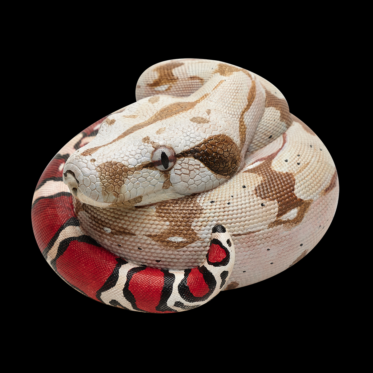 AHB-V9-07_01 AHB Series 9 - Red-tailed Boa – Boa constrictor constrictor | Snake