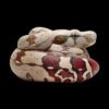 AHB-V9-07_03 AHB Series 9 - Red-tailed Boa – Boa constrictor constrictor | Snake