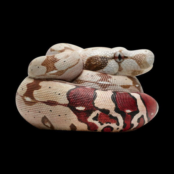 AHB Series 9 - Red-tailed Boa – Boa constrictor constrictor | Snake