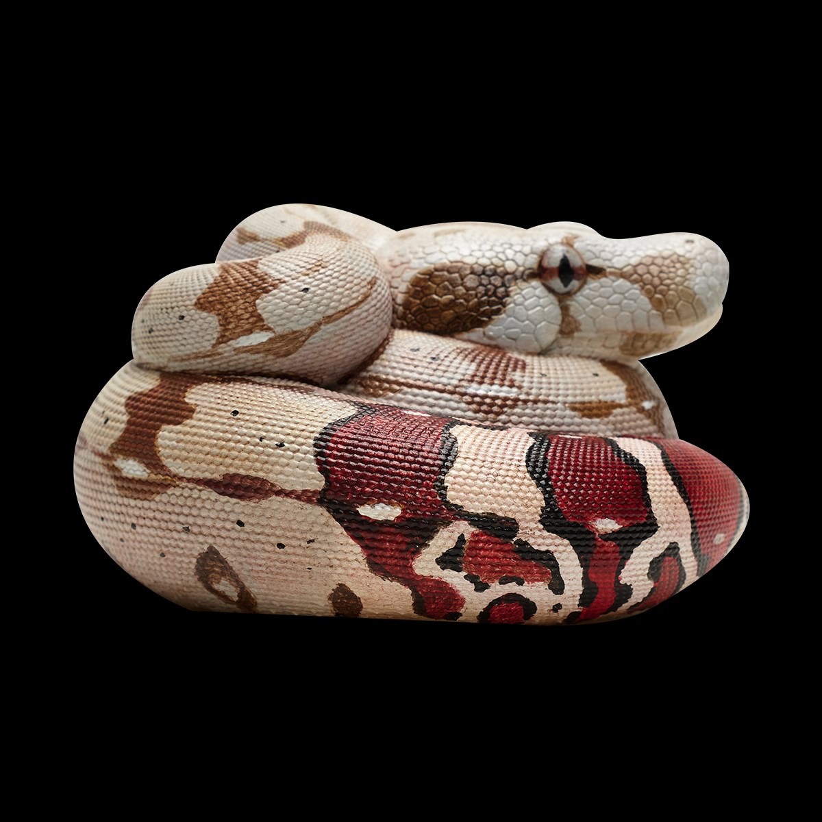 AHB-V9-07_03 AHB Series 9 - Red-tailed Boa – Boa constrictor constrictor | Snake