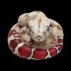 AHB-V9-07_04-55876efa AHB Series 9 - Red-tailed Boa – Boa constrictor constrictor | Snake