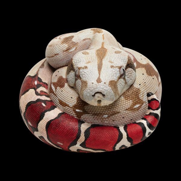 AHB Series 9 - Red-tailed Boa – Boa constrictor constrictor | Snake