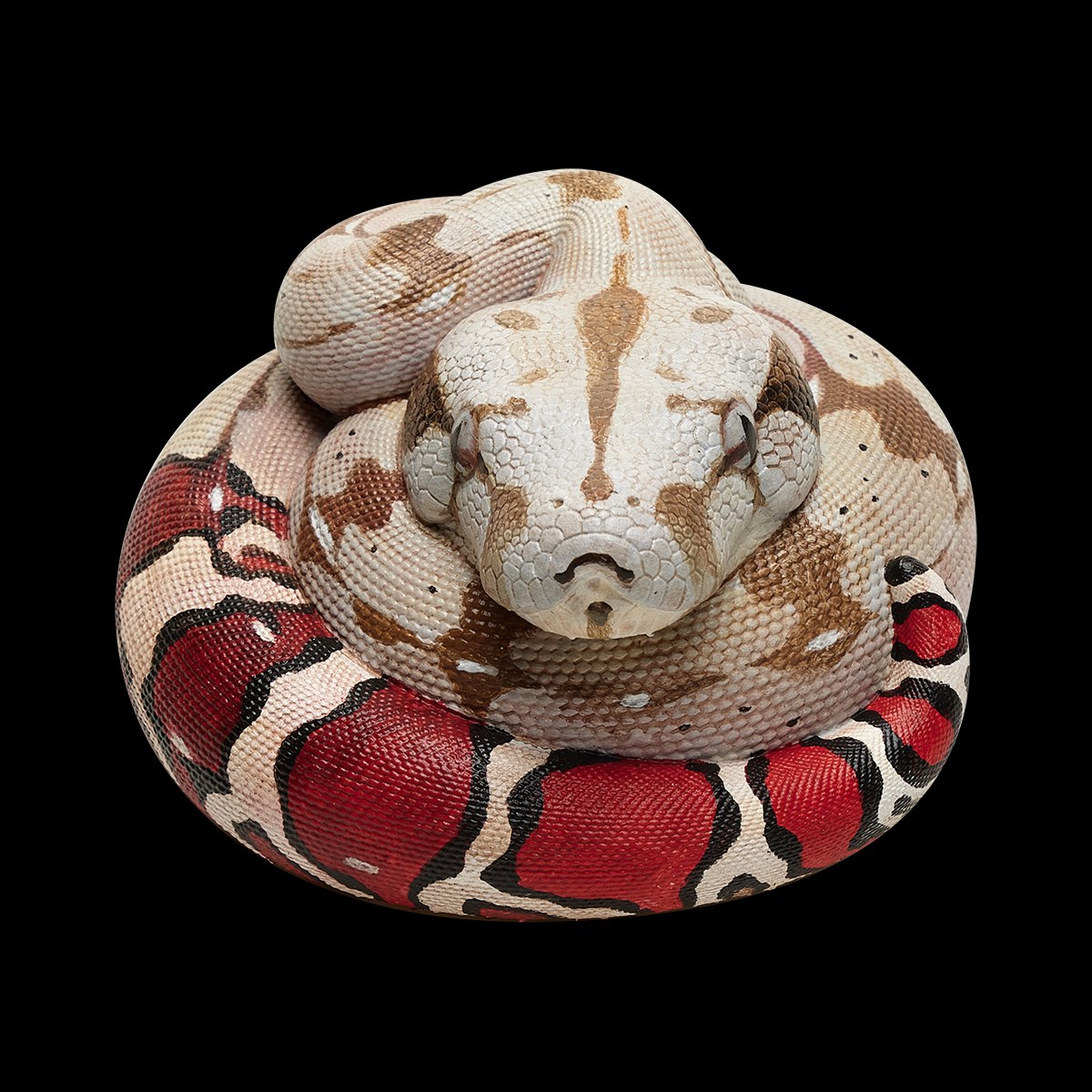AHB-V9-07_04-55876efa AHB Series 9 - Red-tailed Boa – Boa constrictor constrictor | Snake