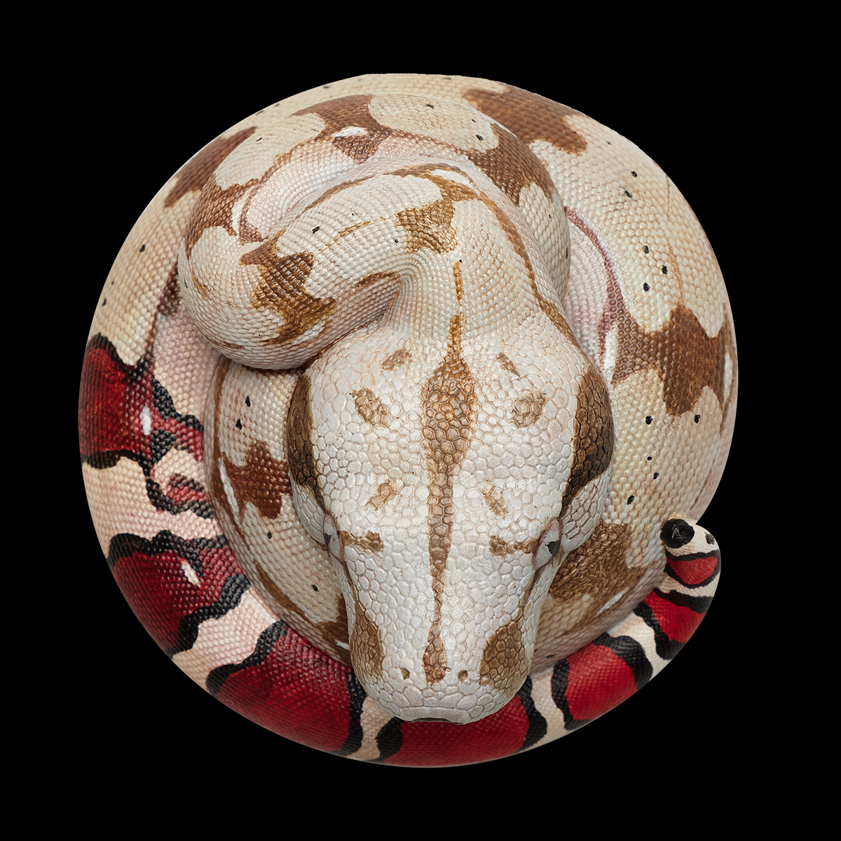 AHB-V9-07_05 AHB Series 9 - Red-tailed Boa – Boa constrictor constrictor | Snake