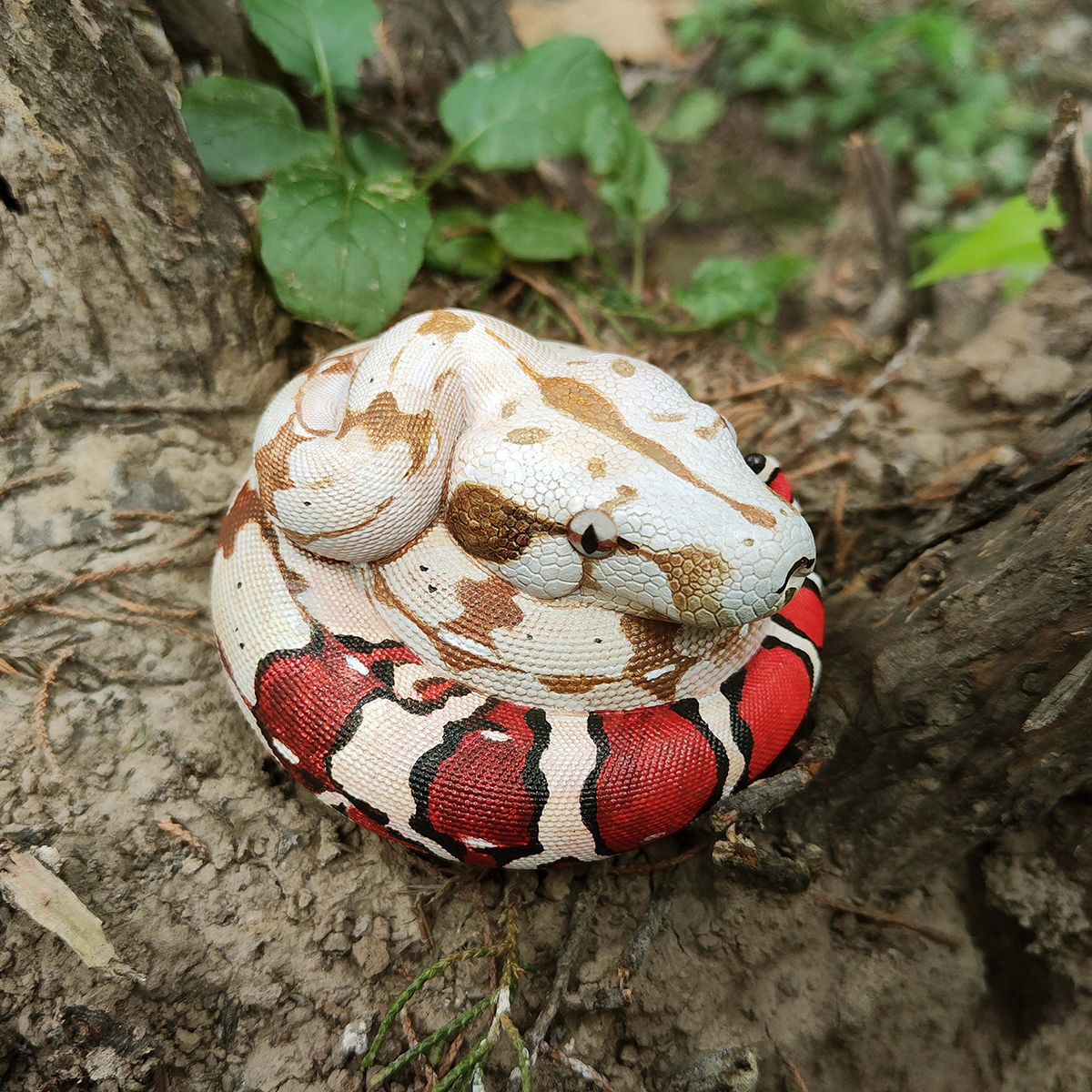 AHB-V9-07_07 AHB Series 9 - Red-tailed Boa – Boa constrictor constrictor | Snake
