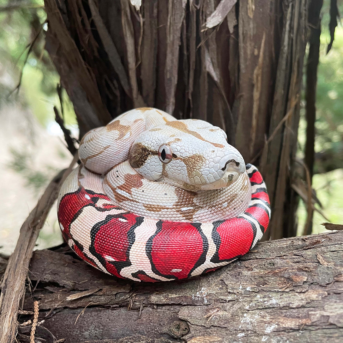 AHB Series 9 - Red-tailed Boa – Boa constrictor constrictor | Snake