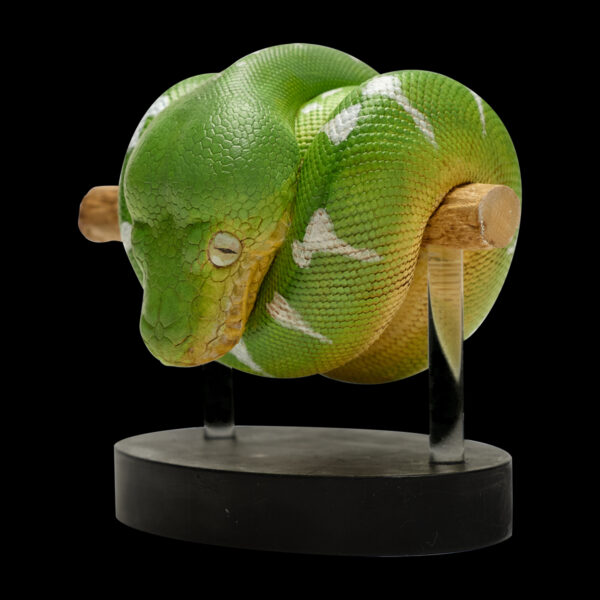 AHB-V9-08_01 AHB Series 9 - Emerald Tree Boa – Corallus caninus | Snake