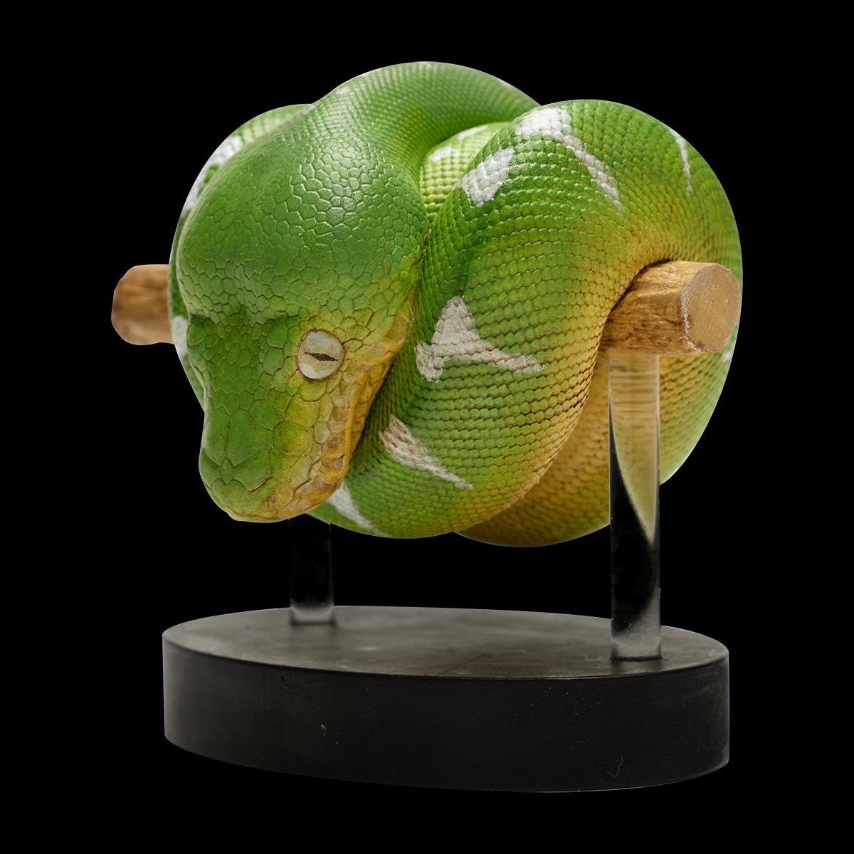 AHB-V9-08_01 AHB Series 9 - Emerald Tree Boa – Corallus caninus | Snake