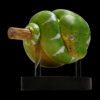 AHB-V9-08_02 AHB Series 9 - Emerald Tree Boa – Corallus caninus | Snake