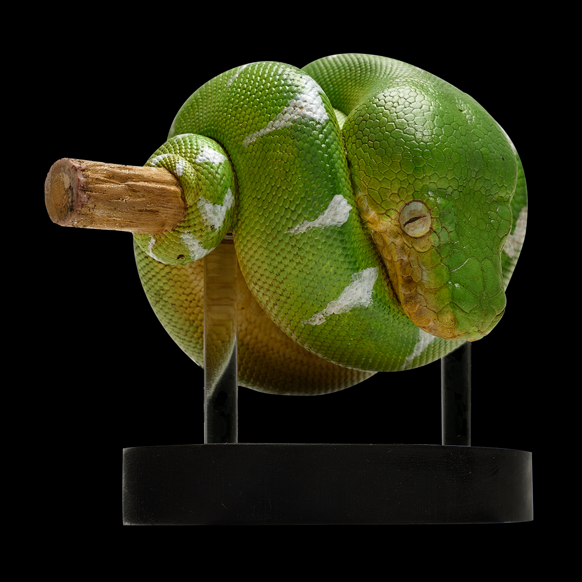 AHB-V9-08_02 AHB Series 9 - Emerald Tree Boa – Corallus caninus | Snake