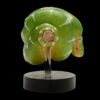 AHB-V9-08_03 AHB Series 9 - Emerald Tree Boa – Corallus caninus | Snake