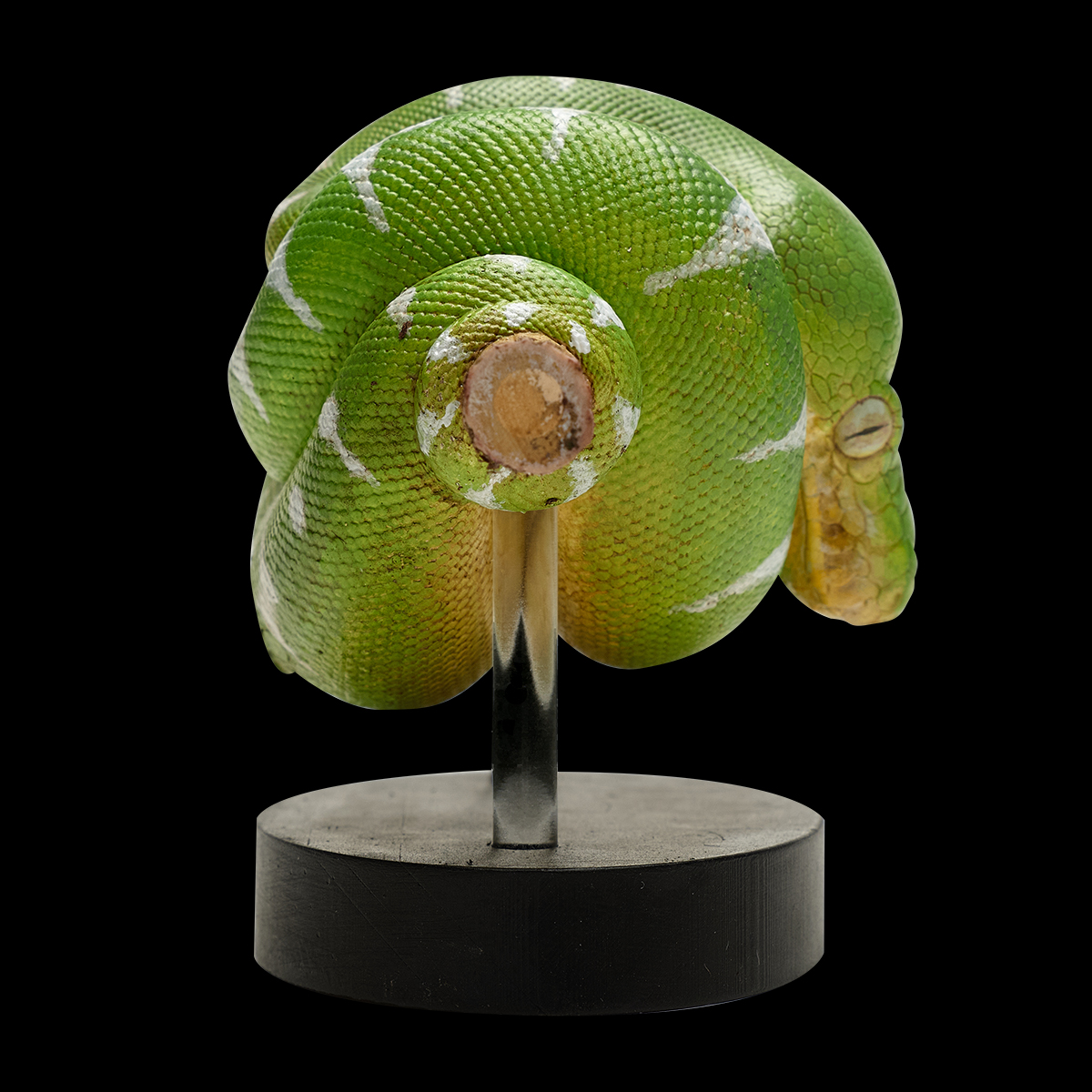AHB-V9-08_03 AHB Series 9 - Emerald Tree Boa – Corallus caninus | Snake