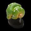 AHB-V9-08_04 AHB Series 9 - Emerald Tree Boa – Corallus caninus | Snake